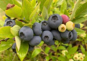 itsekritiikistä itsemyötätuntoon